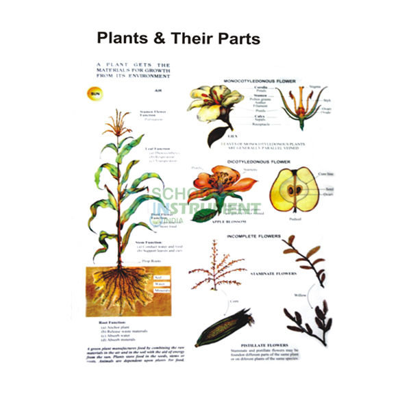 Plant Charts, Botany